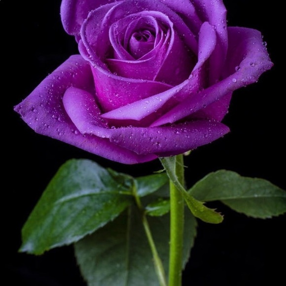 Meet your Posher, La La - Picture 5 of 5